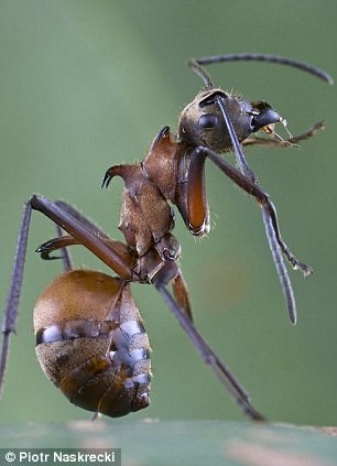 Loài kiến này làm tổ với số lượng lớn trong những thân cây đã chết đổ xuống nền rừng. Khi bị tấn công, chúng sử dụng những cái gai có hình móc câu trên lưng móc nối vào nhau thành một đội quân dài và vững chắc để đối phó với kẻ thù.