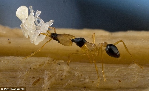 Loài kiến này chỉ dài khoảng 2mm nhưng nó có hàm dưới rất rộng giúp nó có thể cạp con mồi là những động vật không xương sống khác nhanh như chớp.