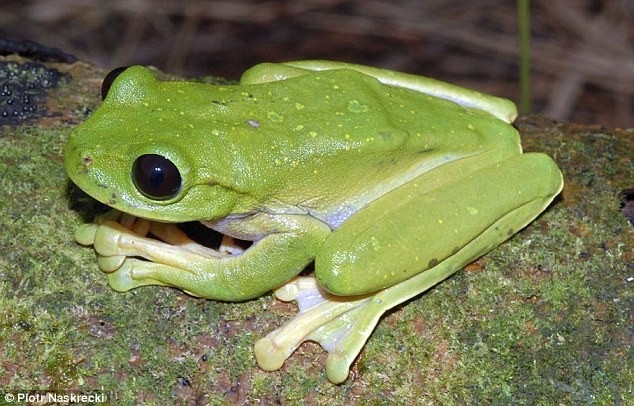 Nyctimystes là loài ếch cây khá lớn, dài khoảng 15cm, mắt to. Nó được phát hiện tại vùng cao nguyên ở Papua New Guinea năm 2008.