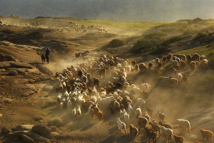 Người du mục Kazakh chăn gia súc tại Altay, Trung Quốc. Altay, nằm ở phía bắc của Tân Cương, có đường biên giới phía đông giáp Mông Cổ, phía Tây giáp Nga.