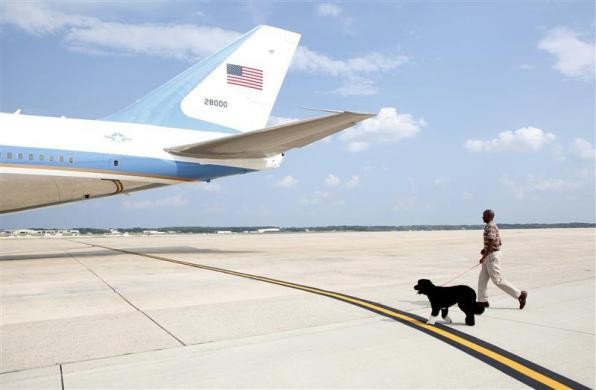 Chú chó Bo được dẫn lên chiếc Không lực 1 tại căn cứ Andrew tháp tùng Tổng thống tới Vineyard của Martha ngày 18/8/2011