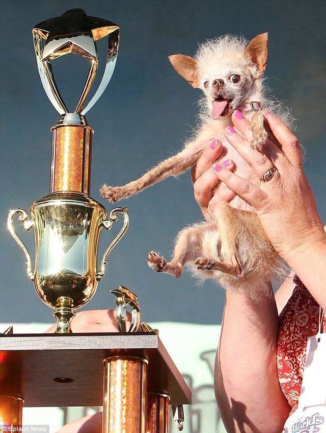 Chó Yoda và nữ chủ nhân Terry Schumacher, người đã tìm thấy nó bị bỏ rơi sau một tòa nhà chung cư và đem về nuôi.