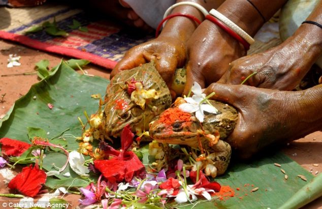 Người Ấn Độ đôi khi còn tổ chức lễ cưới cho lừa, trâu để cầu mưa.