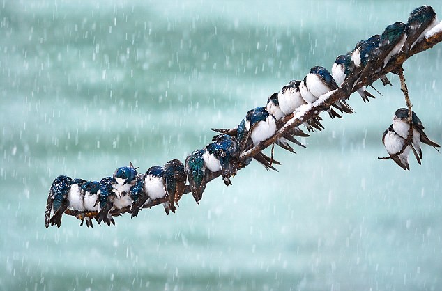Những con chim én co cụm trên cành cây khô tranh cơn bão tuyết mùa xuân.