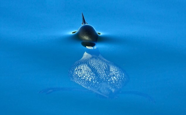 Ảnh đoạt giải nhì của nhiếp ảnh gia người Mỹ Mike Murray cho thấy con chim lặn Gavia nổi trên mặt nước.