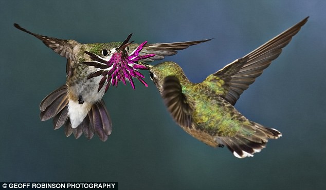 Cảnh hai con chim ruồi Calliope đang giao phối của nhiếp ảnh gia người Canada Walter Nussbaumer giành giải 3.
