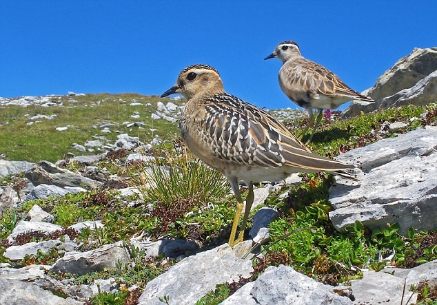 Loài chim chân cao Á-Âu được chụp bởi Jakob Hochuli người Thụy Sĩ