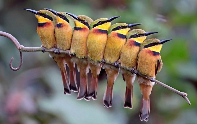 7 con chim ăn ong đậu trên một cành cây. Ảnh của nhiếp ảnh gia người Anh Kit Day