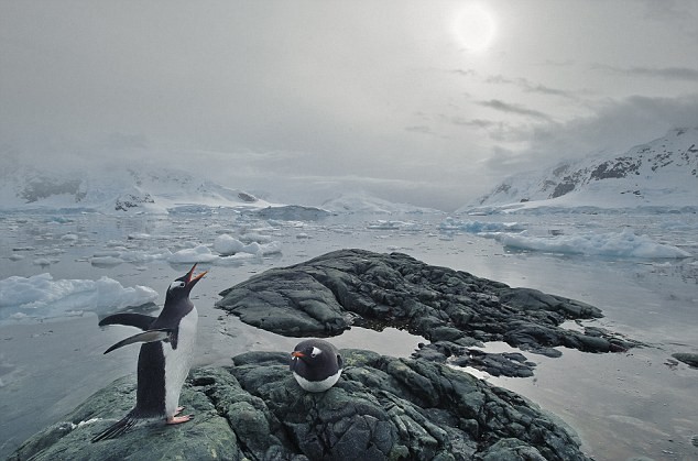 Nhiếp ảnh gia người Mexico Jaime Rojo phát hiện ra những con chim cánh cụt này ở Nam Cực