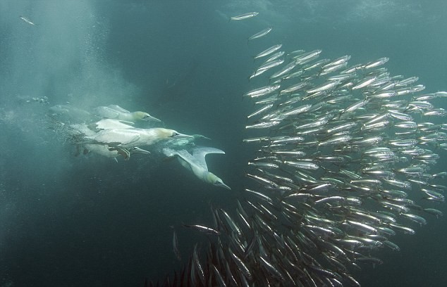 Chim biển Cape gannet lặn dưới nước tìm kiếm bữa tối tại Nam Georgia