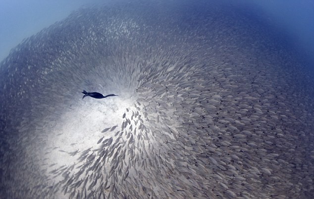 Một con chim cốc tham lam điên cuồng đuổi theo hàng nghìn con cá tại Mexico. Ảnh được chụp bởi nhiếp ảnh gia Tây Ban Nha Cristobal Serrano - người giành giải nhất trong cuộc thi năm nay.