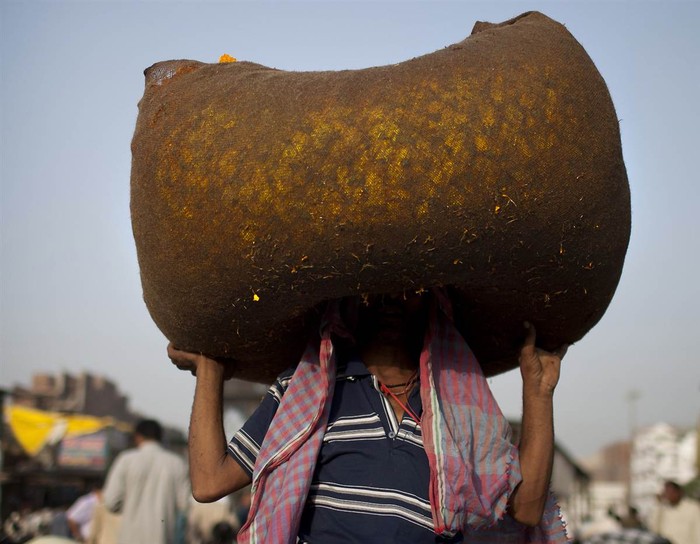Một người đàn ông Ấn Độ đội bao tải cúc vạn thọ mang ra chợ bán tại New Delhi hôm 11/6.