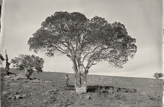 Một góc thị trấn Oak Grove, tại White Mountains, Sierra Blanca, Arizona vào năm 1873.
