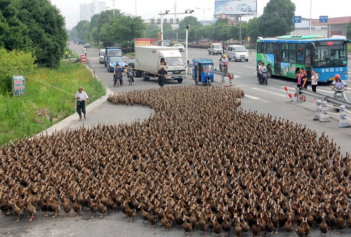 Người nông dân Trung Quốc lùa 5.000 con vịt ra ao.