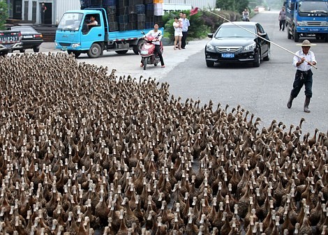 Sự di chuyển hỗn loạn của đàn vịt đã gây tắc nghẽn giao thông.