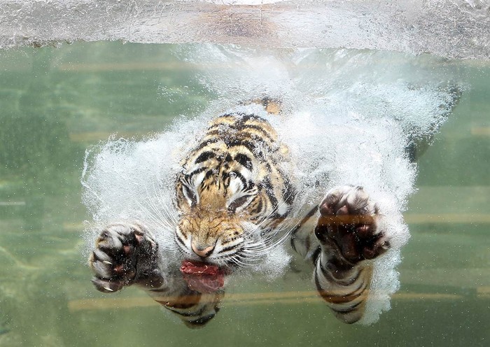 Một con hổ Bengal có tên là Akasha lặn xuống nước sau khi ngậm một miếng thịt tại sở thú ở Vallejo, California, ngày 20/6.