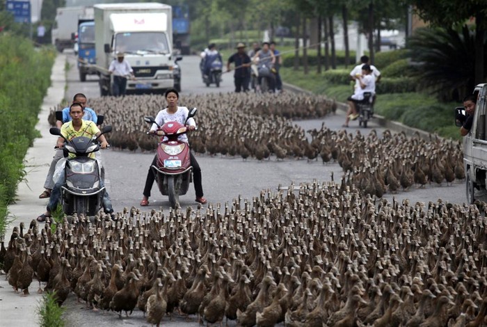 Khoảng 5.000 con vịt đã gây tắc nghẽn giao thông tại Taizhou, Trung Quốc khi người chủ lùa chúng ra ao làng ngày 17/6.