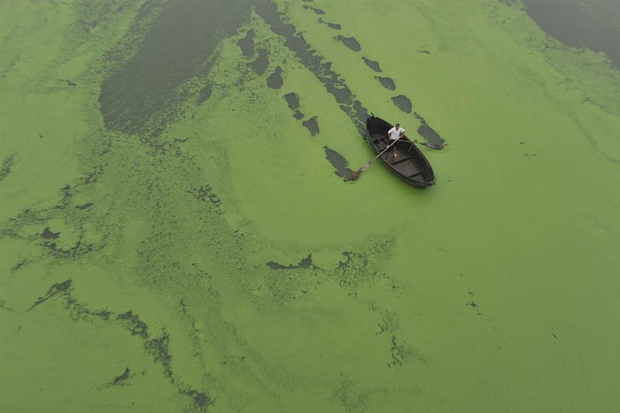 Một ngư dân chèo thuyền trên hồ Chaohu bị tảo tấn công tại Trung Quốc ngày 16/6.