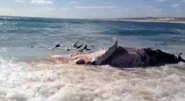 Khoảng hơn 100 con cá mập hổ đã lao tới xẻ thịt con cá voi chết.