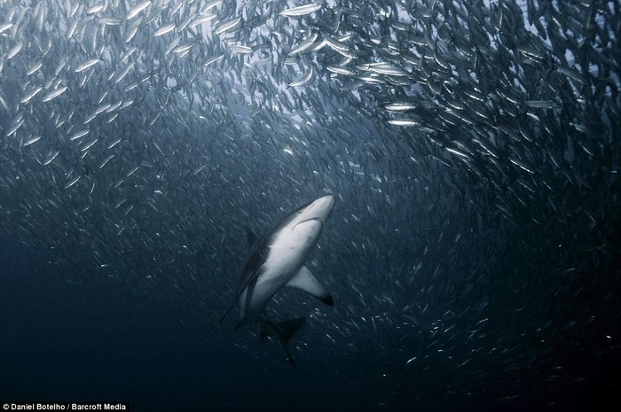 Một con cá mập đầu đen bơi theo đàn cá Sardine để kiếm ăn.