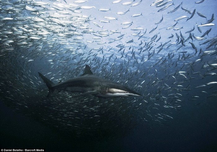 Cá Sardine lớn rất nhanh, dài khoảng 20 cm.