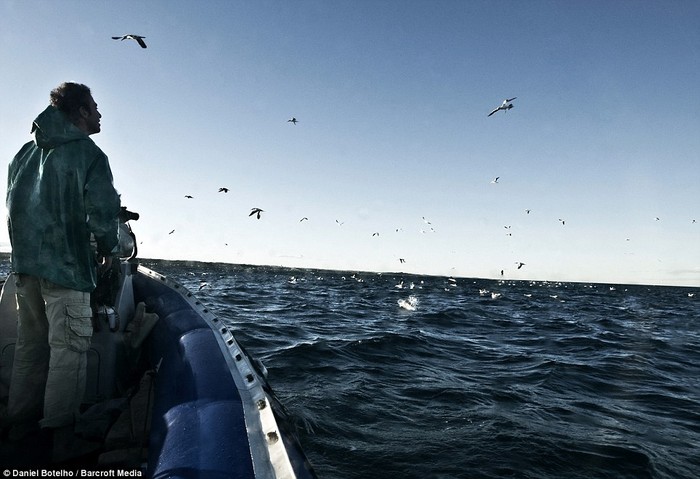 Người dân địa phương cũng không bỏ lỡ cơ hội đánh bắt cá Sardine trong mùa di cư của chúng.