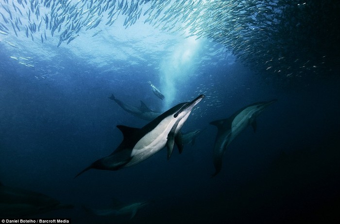 Sau khi được cá mẹ đẻ và được thụ tinh, trứng cá Sardine tự trôi dạt trong đại dương.