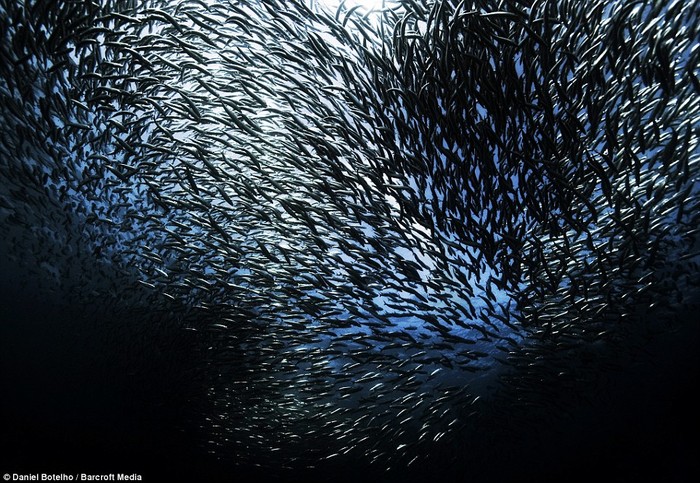 Cá Sardine thường di cư trong tháng 5 đến tháng 7 hàng năm.
