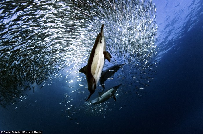 Sau khi đẻ trứng tại Agulhas Bank ở mũi Cape, hàng tỷ con cá Sardine lại vượt biển trở về phía bắc Kwa-Zulu-Natal thuộc vùng biển Nam Phi.