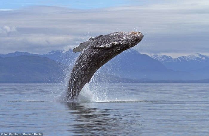Theo nhiếp ảnh gia người Mỹ Jon Cornforth, Frederick Sound ở đông bắc Thái Bình Dương là địa điểm lý tưởng nhất để xem cá voi lưng gù trình diễn những màn nhào lộn ngoạn mục như thế này.