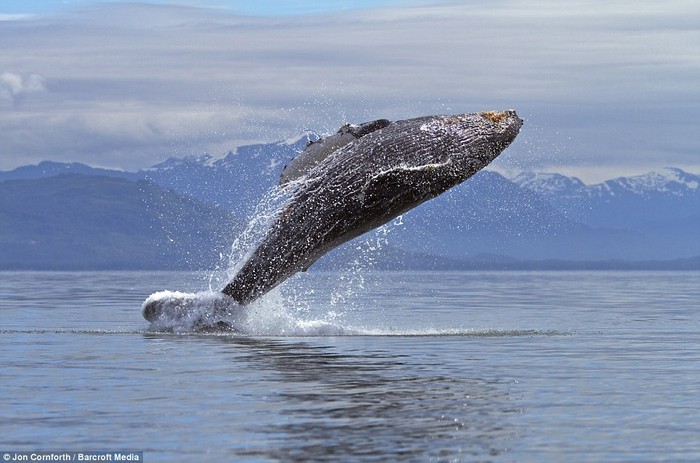 Khoảnh khắc con cá voi lừng gù hạnh phúc nhảy múa trên mặt nước.