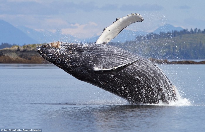 Theo ông Jon Cornforth, có khoảng 5.000 con cá voi lưng gù đang sinh sống tại Thái Bình Dương.