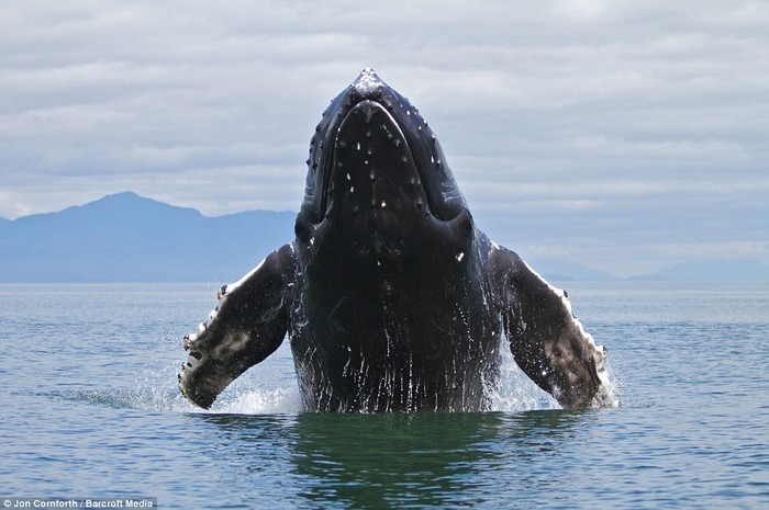 Thời khắc ngoạn mục khi con cá voi lưng gù khổng lồ bất ngờ lao lên khỏi mặt nước.