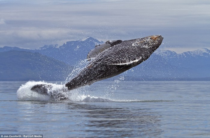 Một con cá voi lưng gù trưởng thành có thể đạt tới trọng lượng 30 tấn.