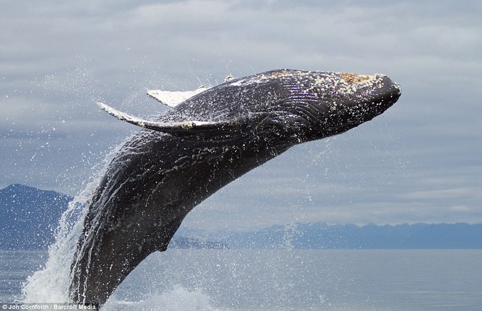 Ở nơi thưa vắng người này, những con cá voi có thể tự nhiên và thoải mái nhảy múa trên mặt nước.
