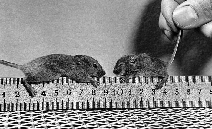Hơn 40.000 con chuột đã được sử dụng trong các thí nghiệm hạt nhân ở Oak Ridge.