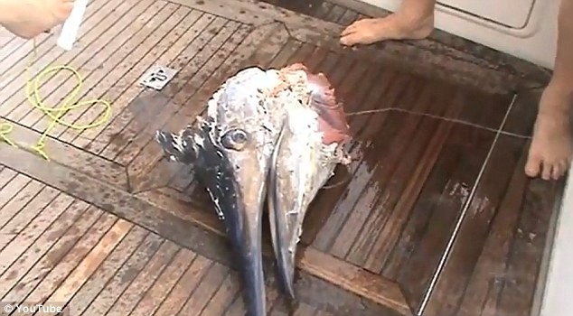 Con cá 300 kg chỉ còn lại cái đầu.