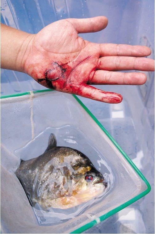 Loài cá ăn thịt hung hăngđã cắn và để lại vết rách trên tay ông Zhang.