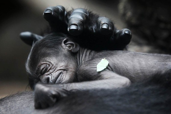 Giấc ngủ yên bình trong vòng tay mẹ của một con khỉ đột con tại sở thú ở Frankfurt, Đức ngày 12/7
