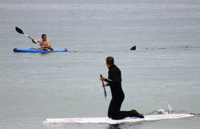 Walter Szulc Jr. chèo thuyền kayak (trái, trên) bị một con cá mập tiếp cận tại biển Nauset, Orleans, Massachusetts, Mỹ ngày 7/7.