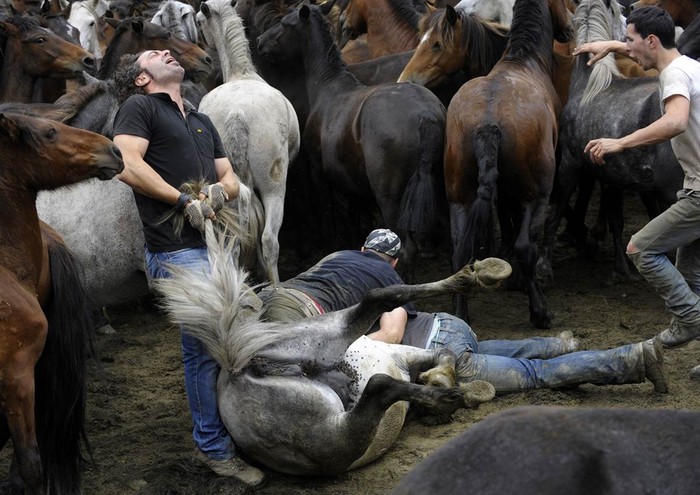 Các võ sĩ đấu vật với ngựa hoang tại lễ hội Rapa das Bestar có 400 năm truyền thống ở Sabucedo, Tây Ban Nha ngày 9/7.