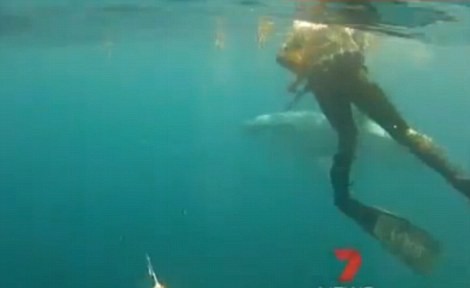 Dave Richards và Nathan Podmore bị cá mập tiếp cận khi đang lặn ở vùng biển phía tây nước Úc.