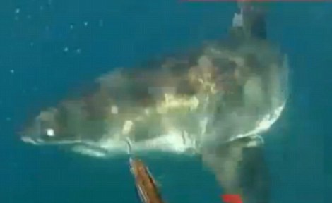 Một thợ lặn dùng lưỡi lê để xua đuổi con cá mập.