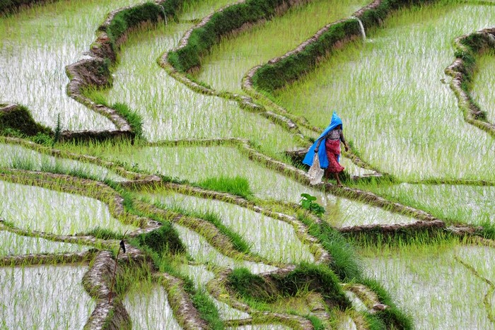 Một nông dân Nepal đi trên cánh đồng lúa gần làng Khokana, Nepal ngày 19/7.