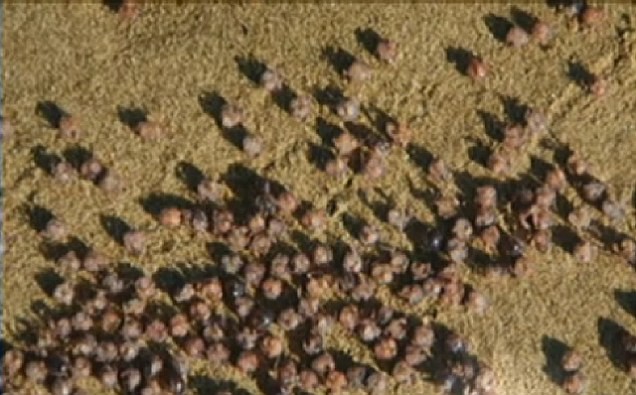 Hàng triệu con cua nhỏ xíu tấn công bãi biển Hawaii.