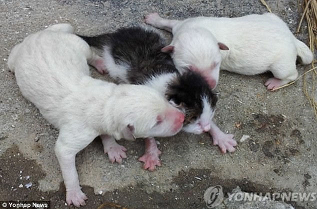 Ông Jeong khẳng định con mèo con là kết quả của một đêm "nghịch ngợm" giữa con chó mẹ với con mèo đực trong vùng, nhưng các chuyên gia cho rằng đó là điều không thể xảy ra.