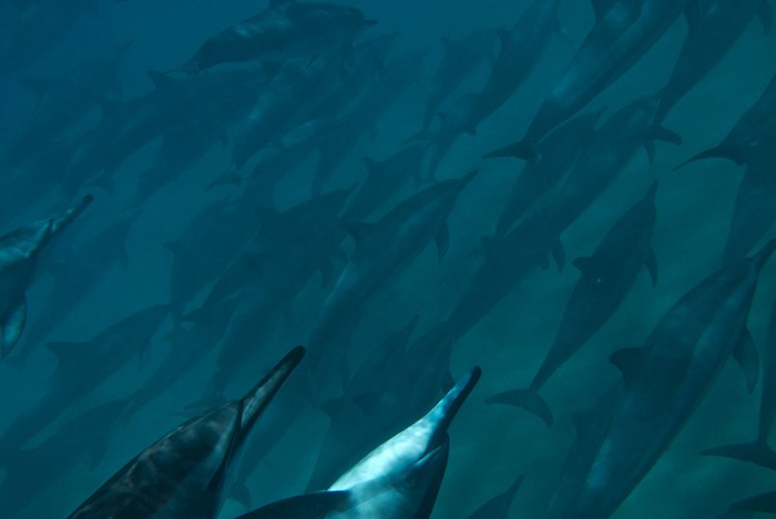 Đàn cá heo khổng lồ bơi lội gần bờ biển Waianae trên đảo Oahu. Ảnh Kimberly James.