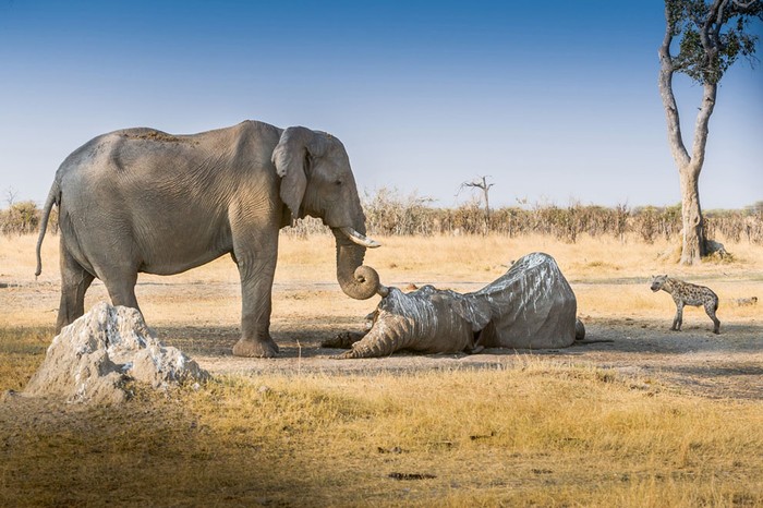 Một con voi bảo vệ xác đồng loại khỏi lũ chó rừng và kền kền. Nó dùng vòi cuốn nhiều vòng xung quanh ngà của con voi đã chết trong nhiều giờ để bày tỏ sự tiếc thương vô hạn với người bạn cũ. Ảnh John Chaney.