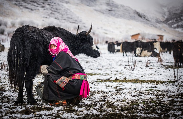 Một phụ nữ dân tộc thiểu số vắt sữa trên đồng cỏ ở Tứ Xuyên, Trung Quốc trước đêm tuyết rơi. Ảnh John Quintero.