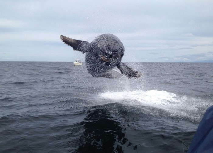 Cá voi lưng gù nhảy nhót vui đùa cạnh một thuyền đánh cá của ngư dân tại Tofino, British Columbia. Ảnh Matthew Thornton.
